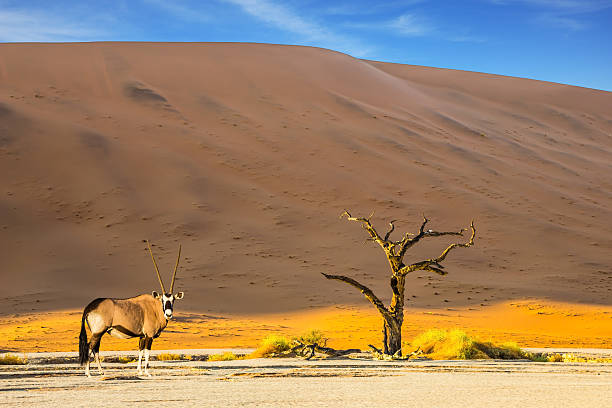 istock Oryx grazing in the savannah 584849196