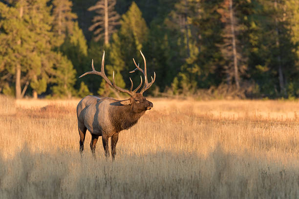 alces de bull - ciervo de américa del norte fotografías e imágenes de stock