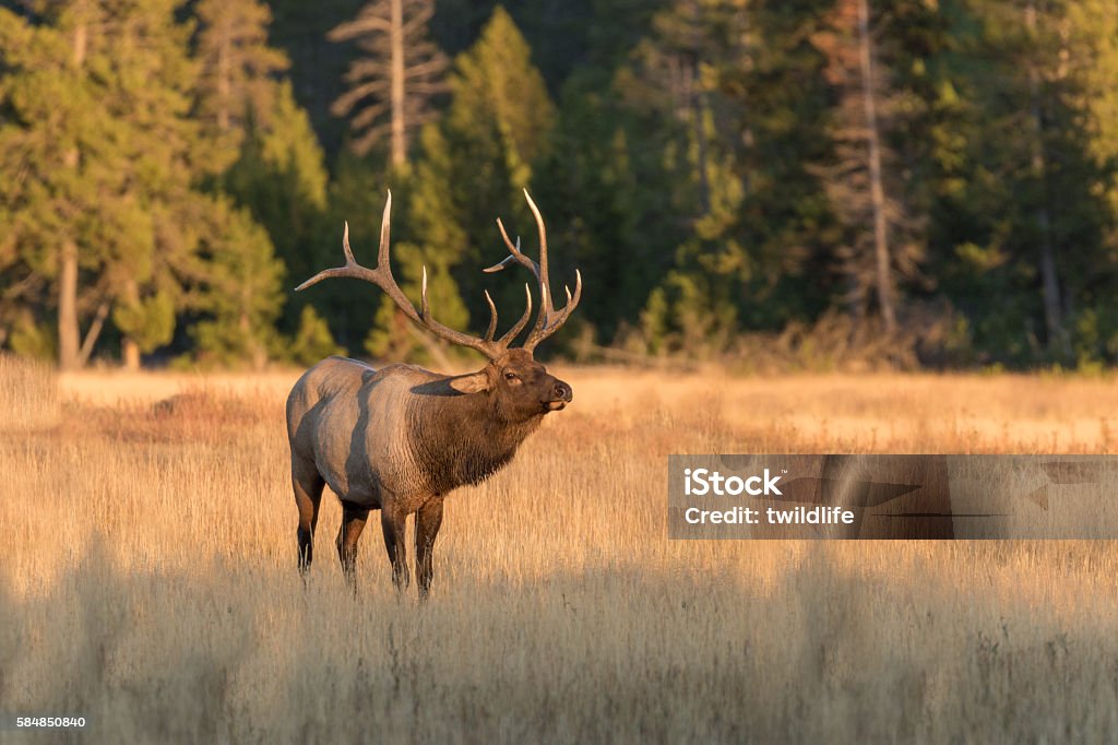 Bull Elk a big bull elk during the fall rut Elk Stock Photo