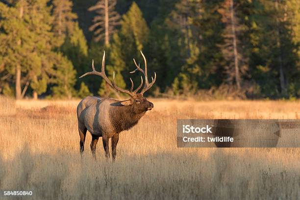 Bull Elk Stock Photo - Download Image Now - Elk, Bull - Animal, Animals In The Wild