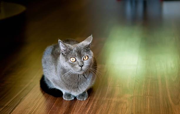 istock Closeup of grey British cat. 584852192
