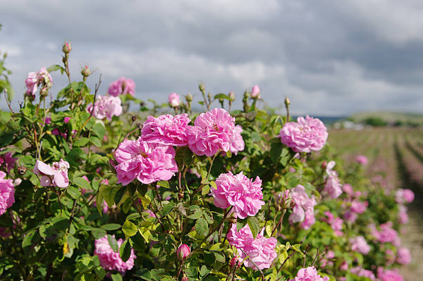 field of blooming pink damask roses at Bakhchisaray, Crimea crimean pink Damask rose bush closeup on field background, local focus, shallow DOF rose valley stock pictures, royalty-free photos & images