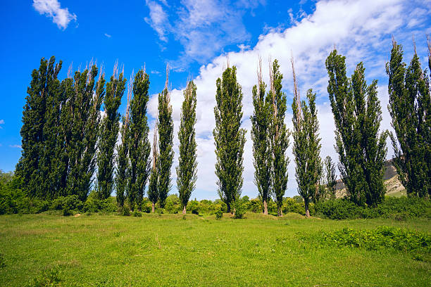 istock High poplar on a green meadow 584854048