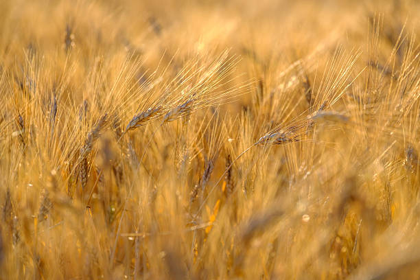 istock Mature wheat swaying in the wind 584854124