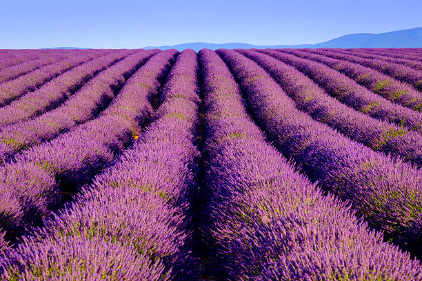 istock Lavender field in plateau Valensole 584854208