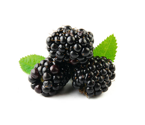 istock Blackberry with leaves isolated on white. 584854216