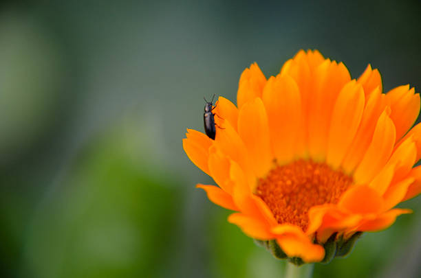 istock Marigold Calendula officinalis flower closeup as background 584855664