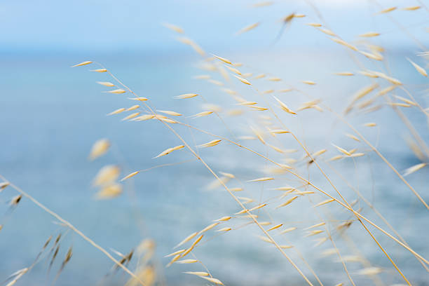 Closeup of darnel and sea is back as background