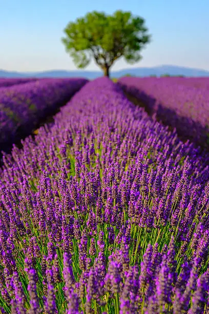 Lavender field at plateau Valensole, Provence, France. Focus to the foreground