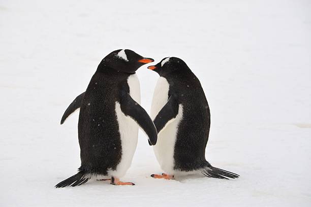 Penguins Hold Hands Two gentoo penguins appear to hold hands as their wings line up in a snow storm on Cuverville Island, Antarctica. gentoo penguin photos stock pictures, royalty-free photos & images