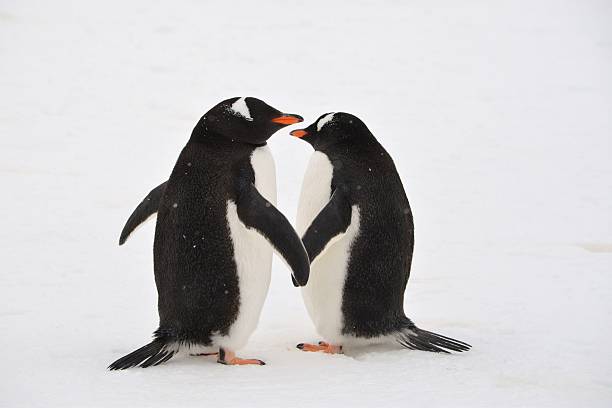 pinguins de mãos dadas - gentoo penguin - fotografias e filmes do acervo