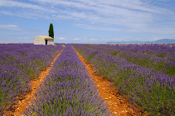 istock Lavender field in plateau Valensole 584857538