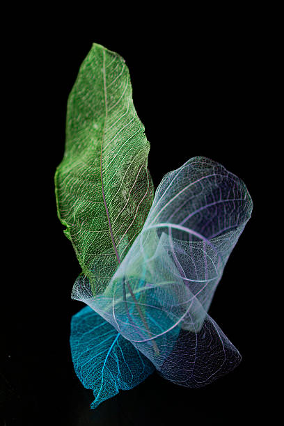 미니멀 한 구성 스켈레톤 목련 잎 검정 배경 - skeleton leaf 뉴스 사진 이미지