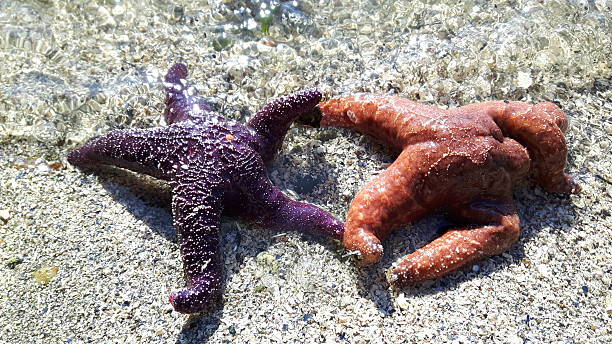 istock Purple and red seastar on a beach 584857696