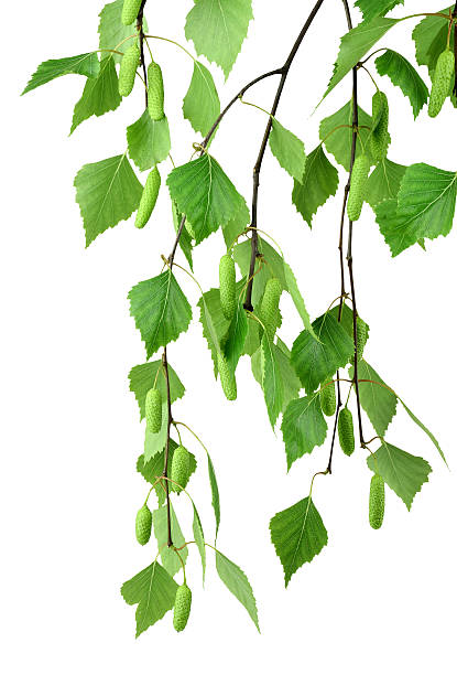 istock branch of birch with buds and leaves , isolated without shadow. 584857870