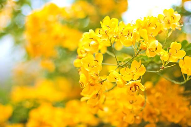 istock Blurry background of autumn yellow foliage 584858546