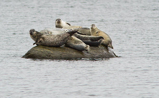 Common seal Common seal resting in Atlantic ocean, Cape Cod. gaspe peninsula stock pictures, royalty-free photos & images