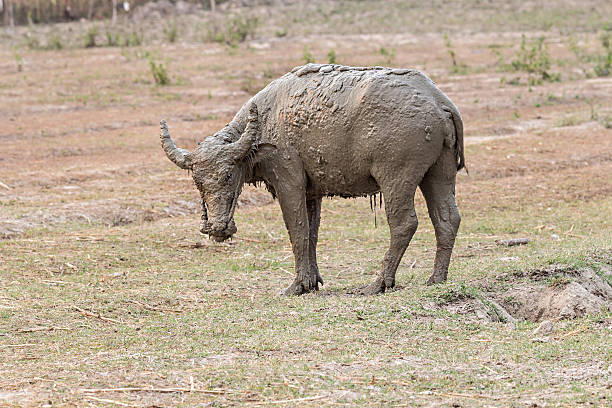 istock Water buffalo standing relax after soaking mud with solf focus 584859366