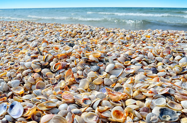 istock Sea waves washed clean beach made of shells. 584860030