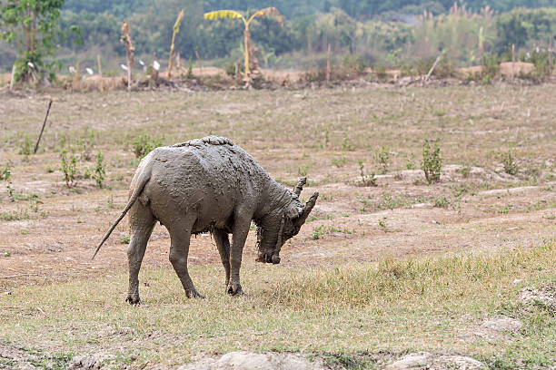 istock Water buffalo standing relax after soaking mud with soft focus 584860054