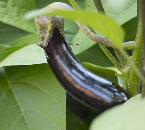 istock ripe eggplant in the vegetable garden 584860068