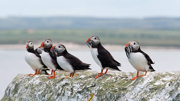 Puffins in a row A row of Puffins (Fratercula arctica) carrying sand eels northumberland stock pictures, royalty-free photos & images