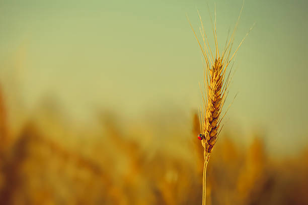 熟した黄色い小麦が畑でうてくう虫を這う上で - ladybug wheat nature insect ストックフォトと画像