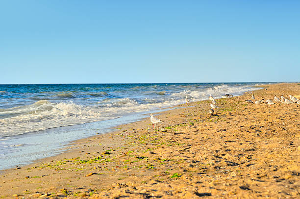 istock Sea waves wash the beach against a blue sky 584861058