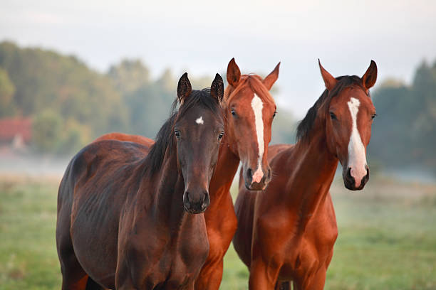 istock horses on misty pasture close up 584861842