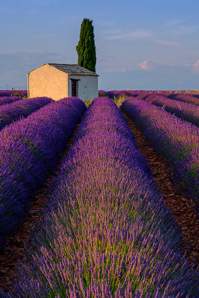 istock Lavender field in plateau Valensole 584862630