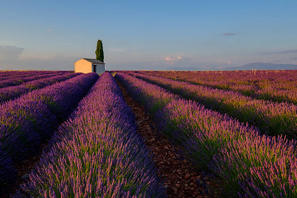 istock Lavender field in plateau Valensole 584862742