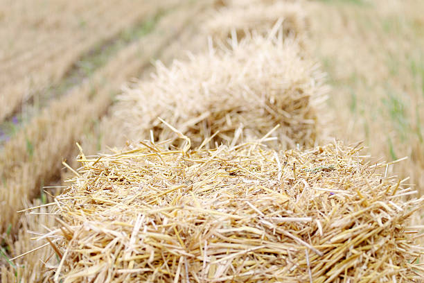 istock Bales of straw in the field 584862848
