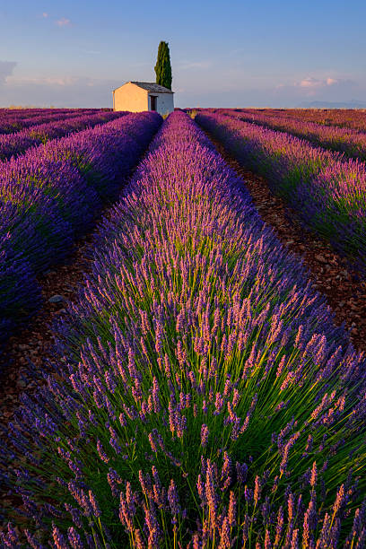 istock Lavender field in plateau Valensole 584862858