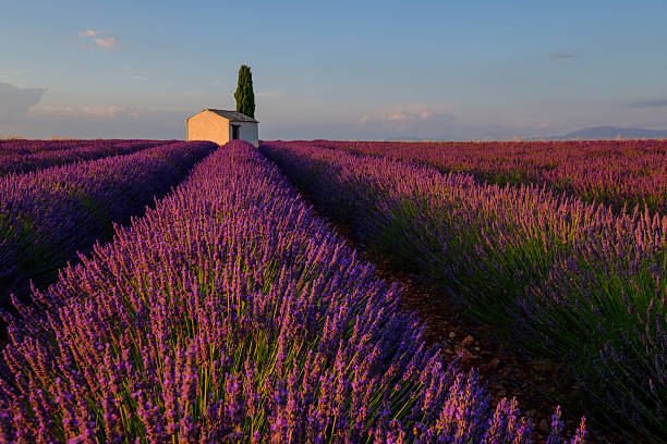 istock Lavender field in plateau Valensole 584862966