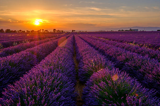 istock Lavender field at sunset in Provence 584863050