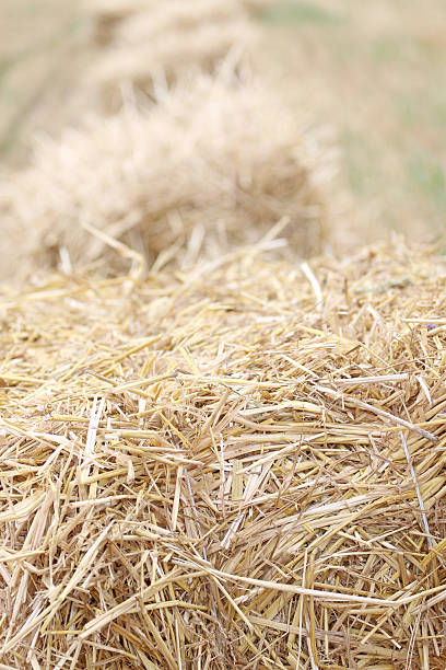 istock Bales of straw in the field 584864334