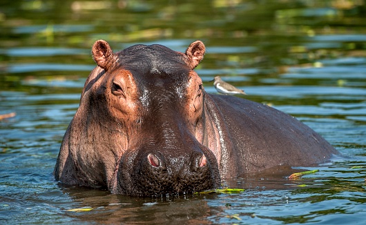 Close-up of hippo floating in pond covered in green water lettuce.\n\nTaken in Kenya, Africa,