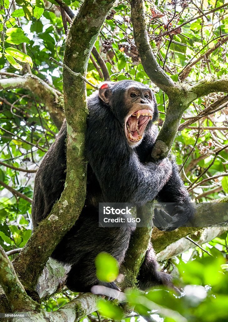 Shouting a Angry Chimpanzee. Shouting a Angry Chimpanzee. The chimpanzee (Pan troglodytes) shouts in rain forest, giving signs to the relatives. Uganda. Africa Anger Stock Photo
