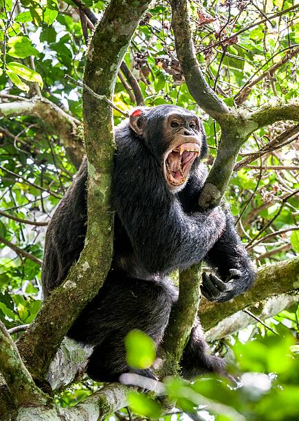 Shouting a Angry Chimpanzee. Shouting a Angry Chimpanzee. The chimpanzee (Pan troglodytes) shouts in rain forest, giving signs to the relatives. Uganda. Africa angry monkey stock pictures, royalty-free photos & images