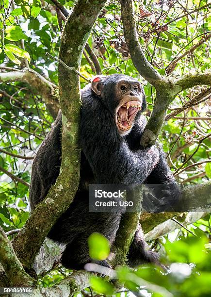 Shouting A Angry Chimpanzee Stock Photo - Download Image Now - Anger, Ape, Displeased
