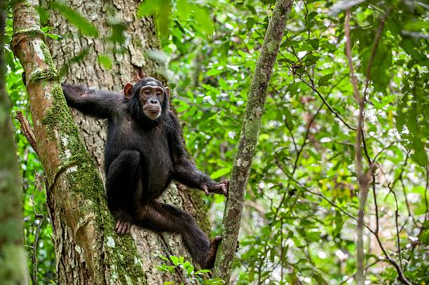 Portrait of chimpanzee Close up portrait of chimpanzee ( Pan troglodytes ) resting on the tree in the jungle. Kibale forest in Uganda chimpanzee photos stock pictures, royalty-free photos & images