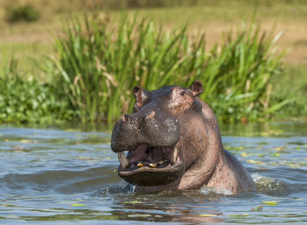 sbadiglio ippopotamo in acqua. - animal hippopotamus africa yawning foto e immagini stock