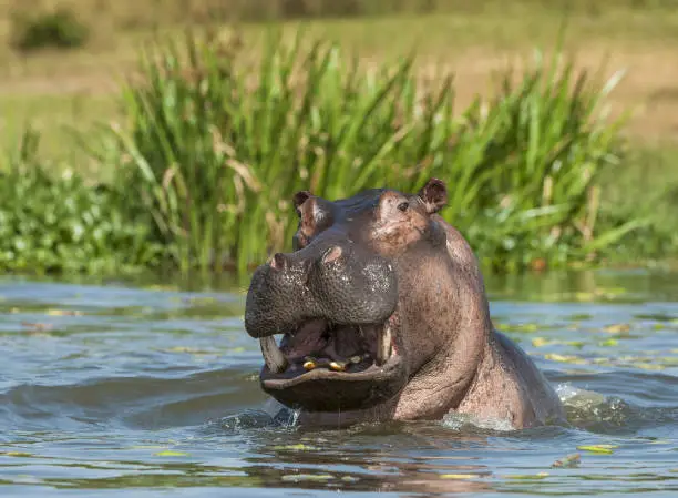 Photo of Yawning  hippopotamus in the water.