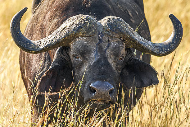 istock African buffalo portrait 584864640