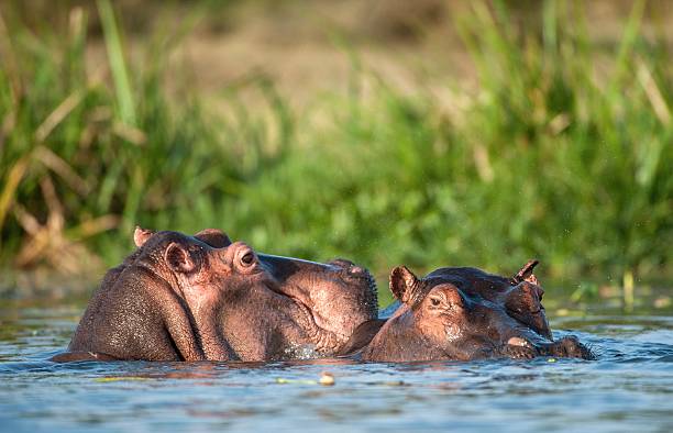 istock Hippopotamus in the water. 584864688