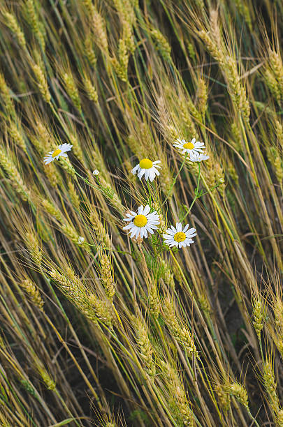 istock daisies in the wheat field 584865278