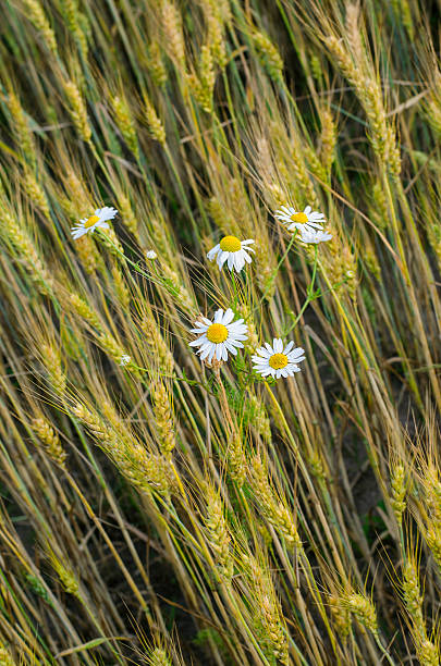 istock daisies in the wheat field 584865448