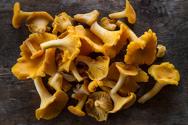 istock Tight bunch of Cleaned Chanterelles 584865810