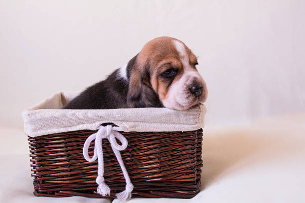 istock Cute bigl puppy sitting in a white basket. 584867618