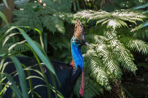 southern cassowary bird - australia - daintree river national park imagens e fotografias de stock